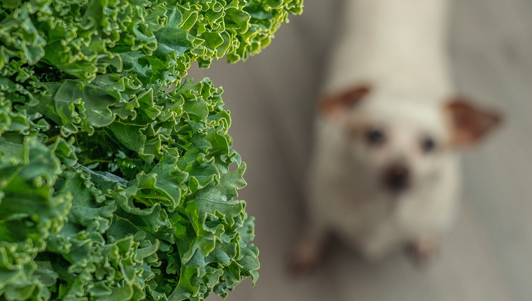 Kale closeup with white dog in the background