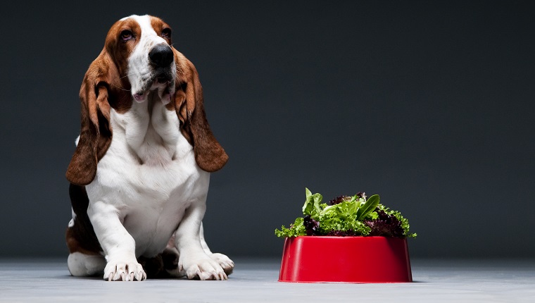 Can dogs eat 2024 lettuce or avocado