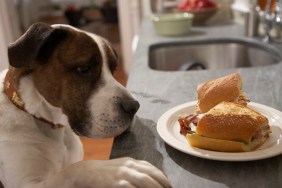 Dog with paw on counter looking at food on plate