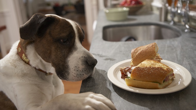 Dog with paw on counter looking at food on plate