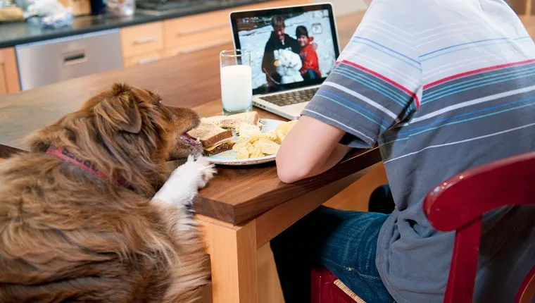 teen boy sitting at kitchen counter working on computer while eating lunch. Pet dog jumping up on counter and taking sandwich off his plate.