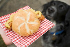 Hand holding sausage (bratwurst) in bread roll, dog in background