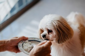 Image of a senior Shih Tzu pet dog waiting for food. Pet owner is feeding white rice to her dog.