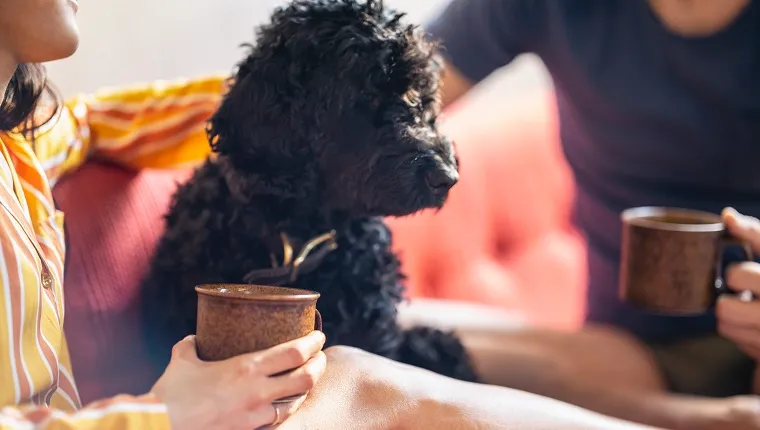 Hipster couple having coffee with pet dog on sofa