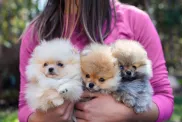 Young woman in pink shirt holding her Pomeranian puppies for sale.