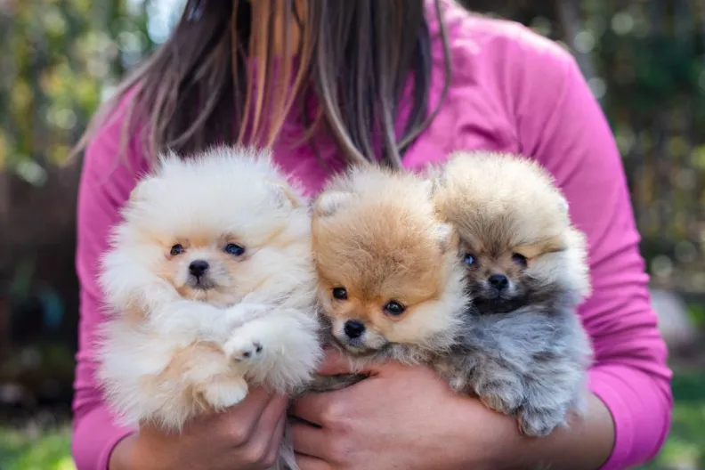 Young woman in pink shirt holding her Pomeranian puppies for sale.