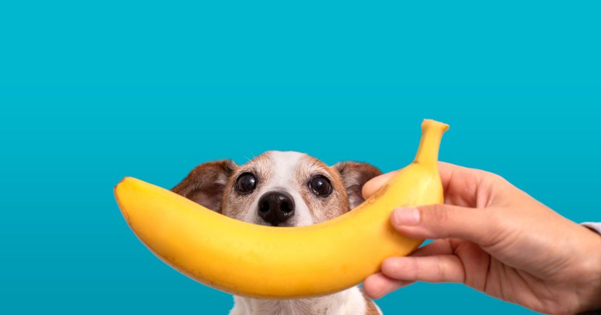 banana in front small dog with brown and white fur looking at camera on blue background