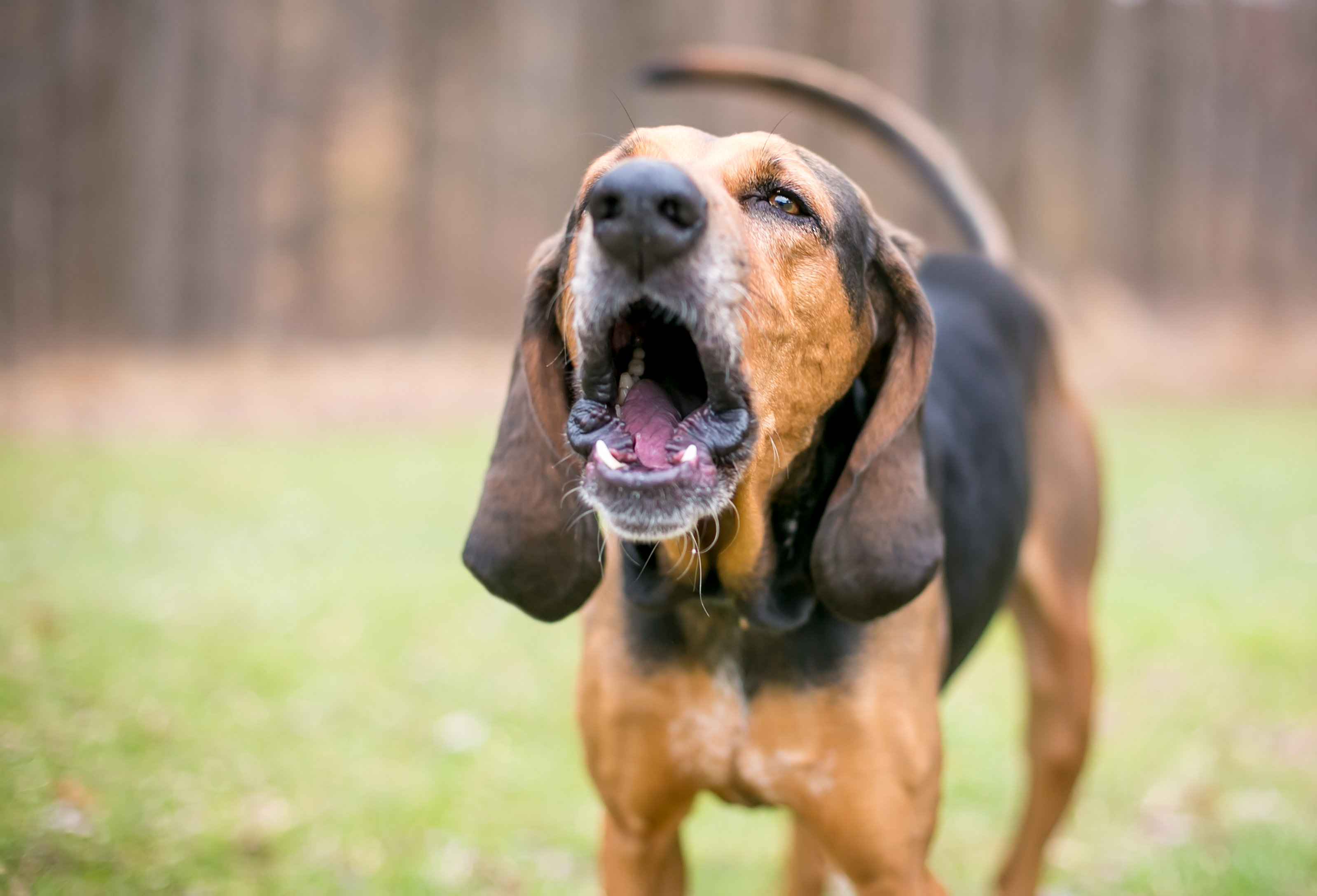 How Do You Get Your Neighbor's Dog To Stop Barking?