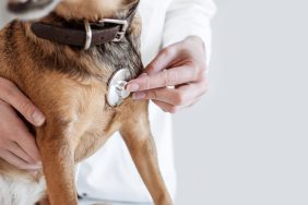 Doctor Hearing a Dog Heart Beat Rhythm