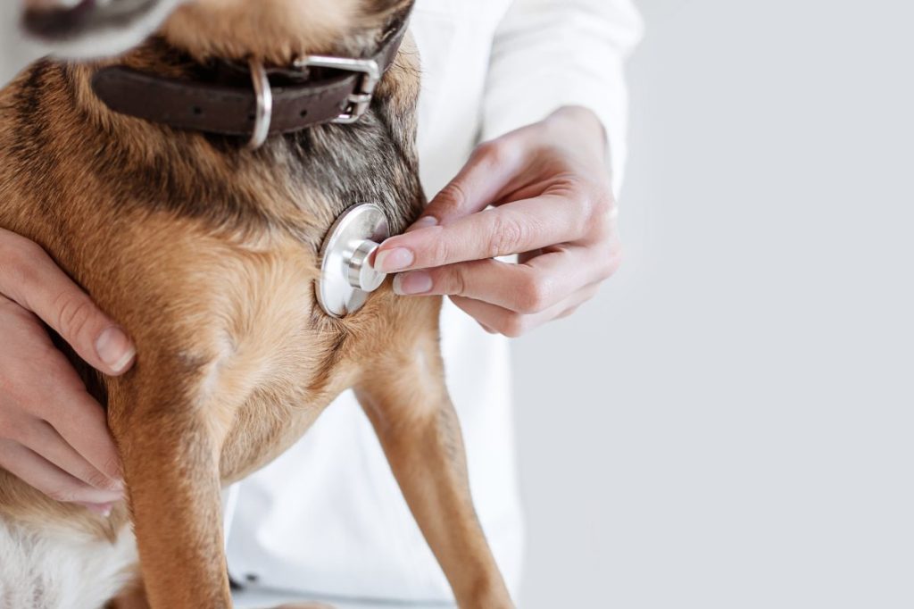 Doctor Hearing a Dog Heart Beat Rhythm