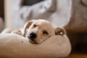 puppy sleeping on dog bed nighttime housetraining