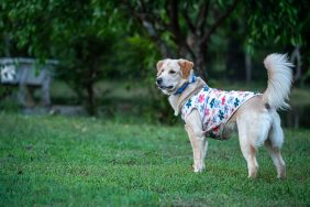 Golden Retriever in Floral Outfit Outdoors