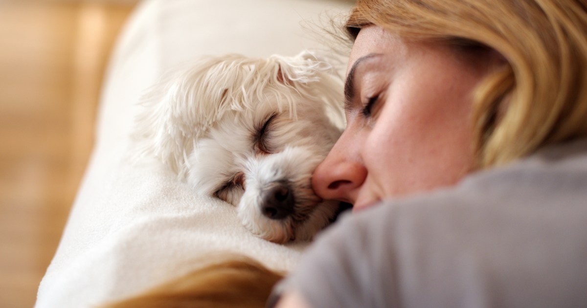 3 Techniques To Get Your Dog To Rest In On Weekends 3 Techniques To Get Your Dog To Rest In On Weekends