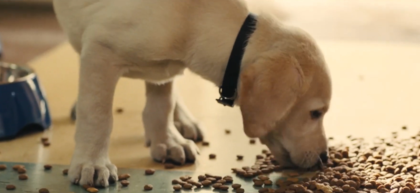 Sad Dog Movies That Make You Cry but Are Worth Watching