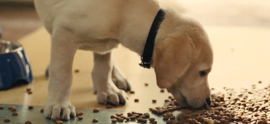 Marley, the Labrador Retriever puppy, from the saddest dog film “Marley & Me”