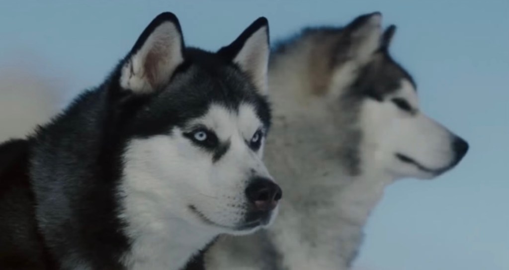 Dogs from “Eight Below.“