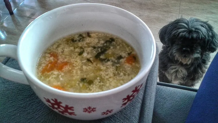 Can Dogs Eat Chicken Broth? Is Chicken Broth Safe For Dogs? - DogTime