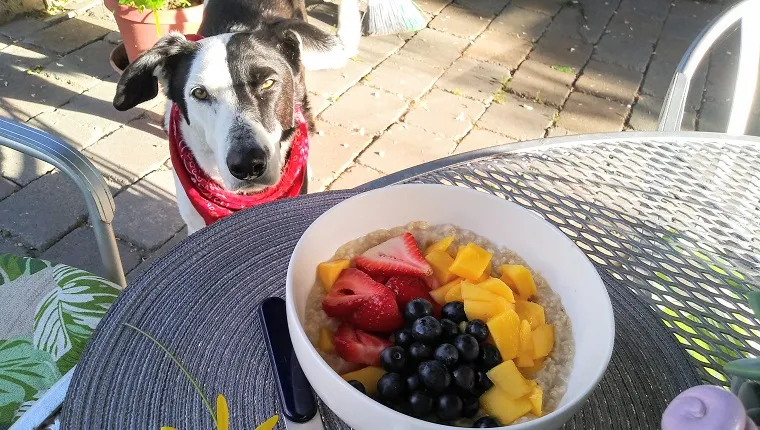 Oatmeal breakfast with strawberry Mango and blueberry - breakfast with pet a dog