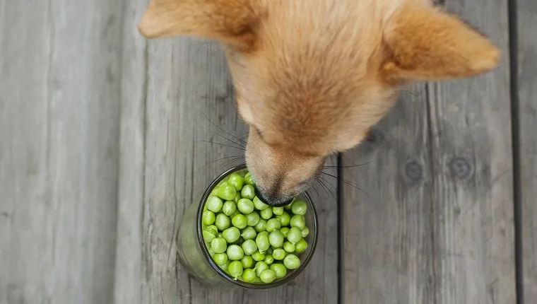 Are peas poisonous sales to dogs