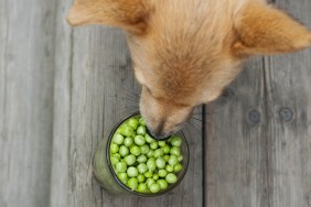 red dog eating peas on wooden floor