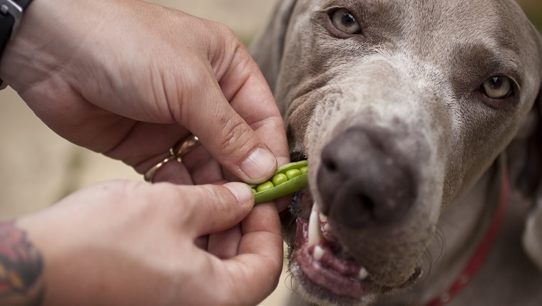 Human hand giving fresh peas to dog to taste, UK.