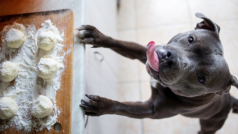 what happens if a dog eats yeast