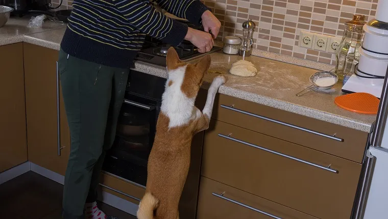Hungry basenji dog trying to help master with forming pizza dough