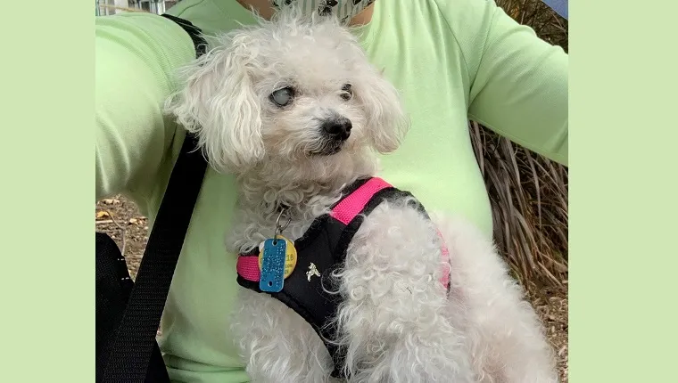 Leia is a small dog and needs a harness for walks. 