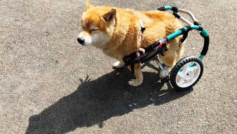 High Angle View Of Dog With Wheelchair On Road