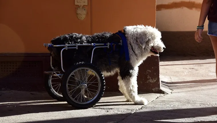 An Old English Sheepdog on a wheelchair in Valparaiso