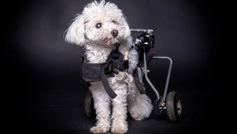 little and old white dog in wheelchair or cart sitting and posing on black backdrop.