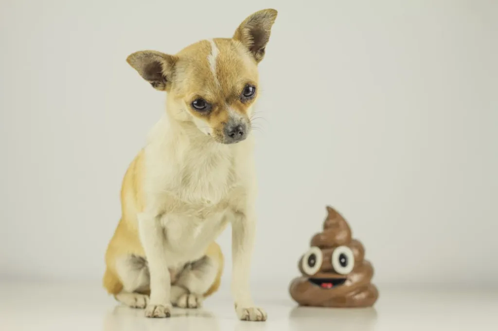 Chihuahua sitting next to poop emoji