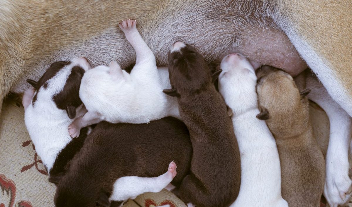 Pregnant store with puppies