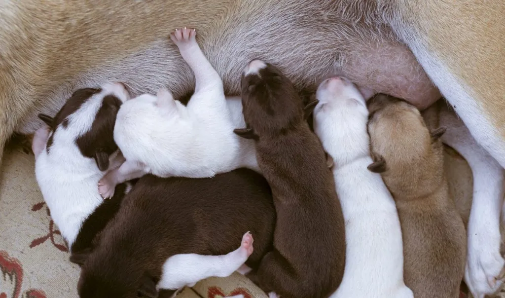 How to Tell if a Dog Is Pregnant At Home: 7 Signs & 4 Tests