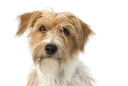 A studio shot of a Kromfohrlander dog, a friendly German breed.