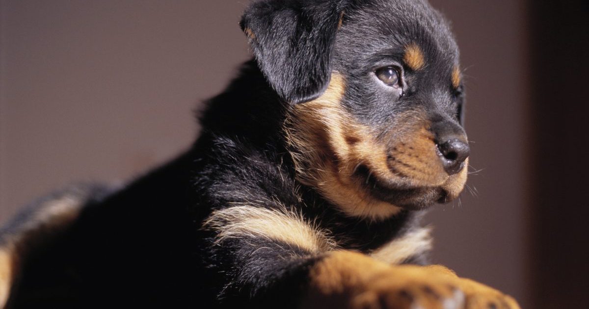 Rottweiler puppies