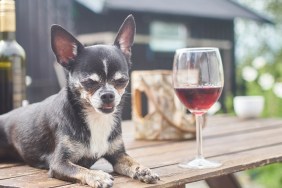 A chihuahua resting on a outdoor table with a glass of wine