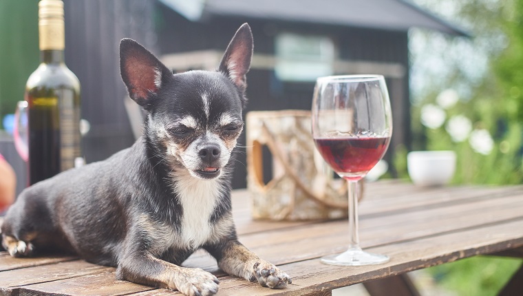 A chihuahua resting on a outdoor table with a glass of wine