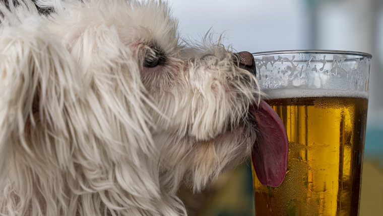 Side view of white dog licking a beer glass