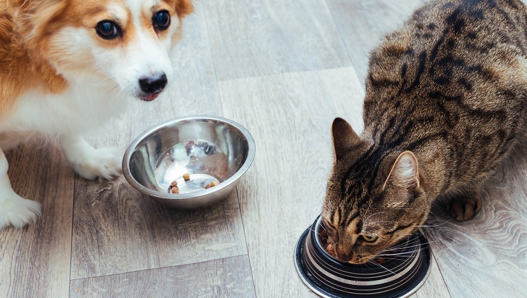 can-dogs-eat-cat-food-is-cat-food-safe-for-dogs-dogtime