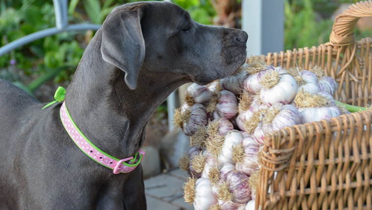 Garlic bad for on sale dogs to eat