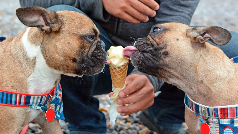 is ice cream safe for dogs