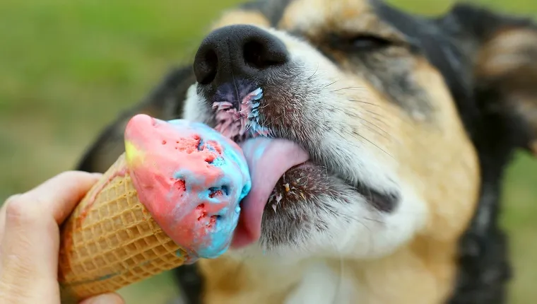 close up of a German Shepherd Mix Dog licking a rainbow colored ice cream cone on a summer day