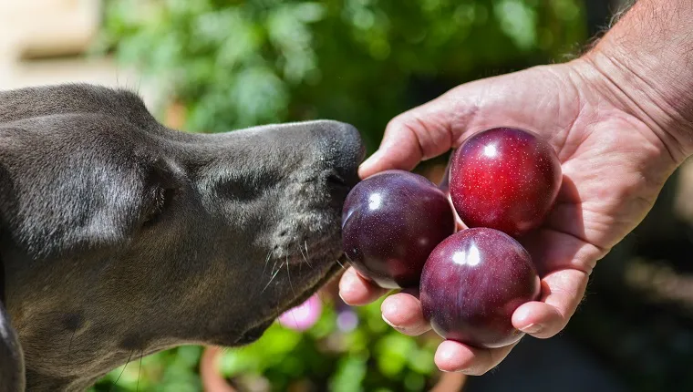 can dogs eat plums and nectarines