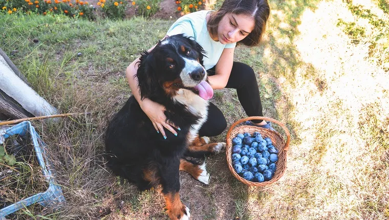 Young girl picking plums with his bernese mountain dog