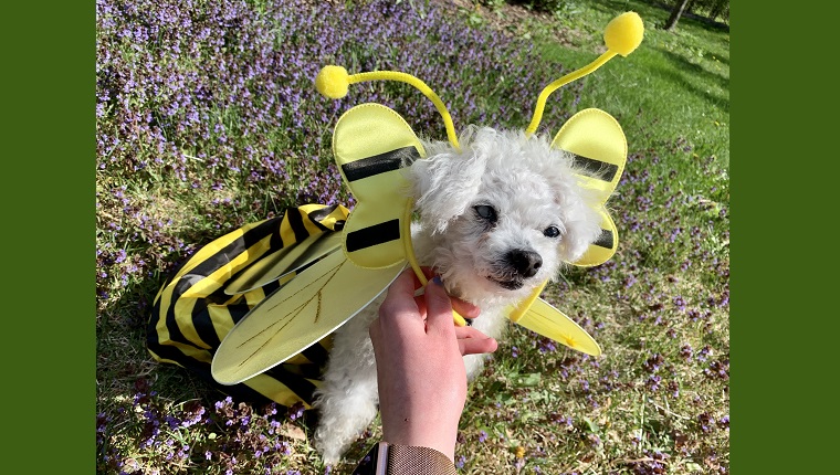 Leia, the cutest little bee and the most patient doggo with her mom's odd requests. 
