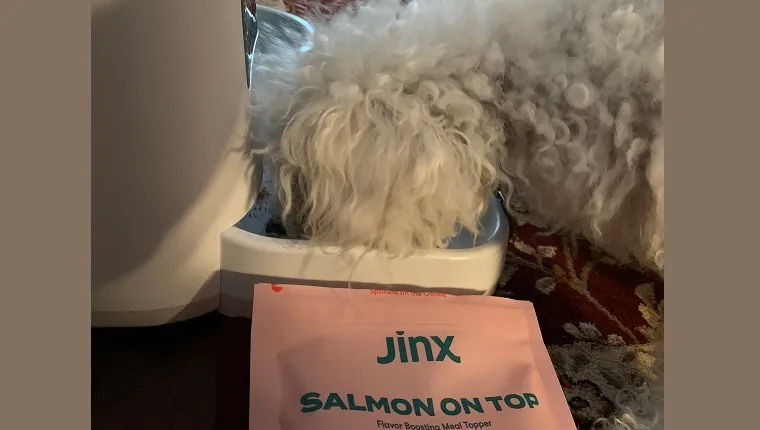 With Jinx's "Salmon on Top," Leia's kibble was gone in a flash.