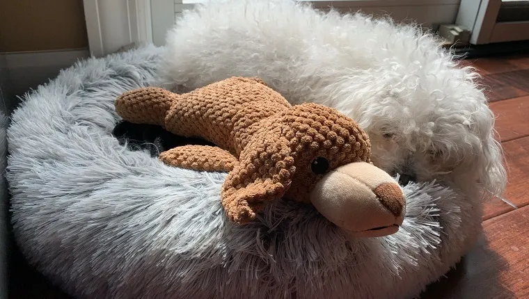 Leia and stuffed animal toy