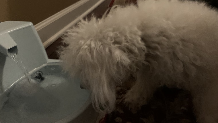 Leia drinking her water with the Petlab Co. Dental Formula additive