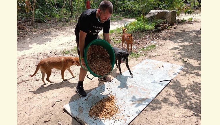 man feeding street dogs in thailand